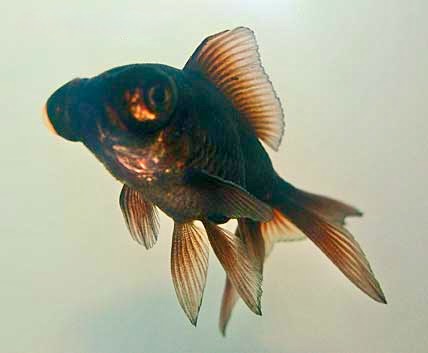 Black Moor, Carassius auratus, Goldfish Aquarium Fish