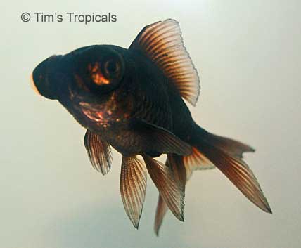 Black Moor, Carassius auratus, Goldfish Aquarium Fish