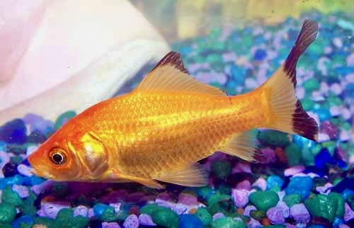 Comet, Carassius auratus, Goldfish Aquarium Fish