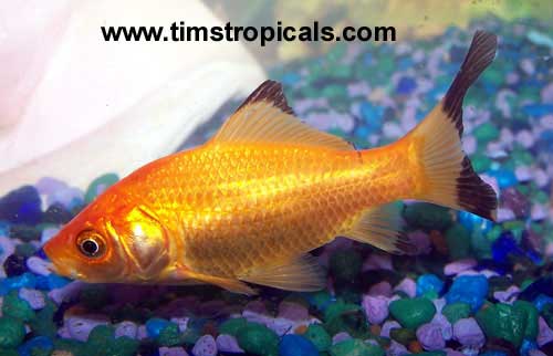 Comet, Carassius auratus, Goldfish Aquarium Fish