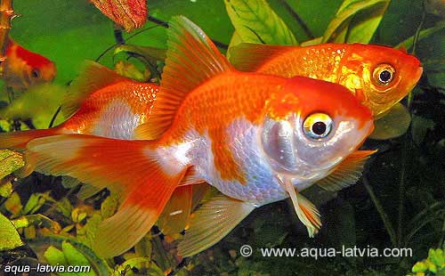 Fantail, Carassius auratus, Goldfish Aquarium Fish