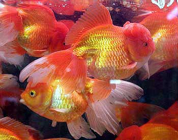 Oranda, Carassius auratus, Goldfish Aquarium Fish