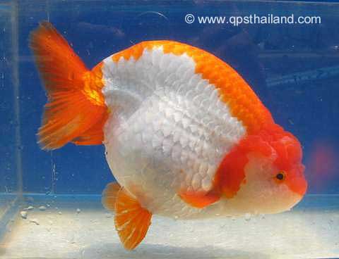 Ranchu, Carassius auratus, Goldfish Aquarium Fish