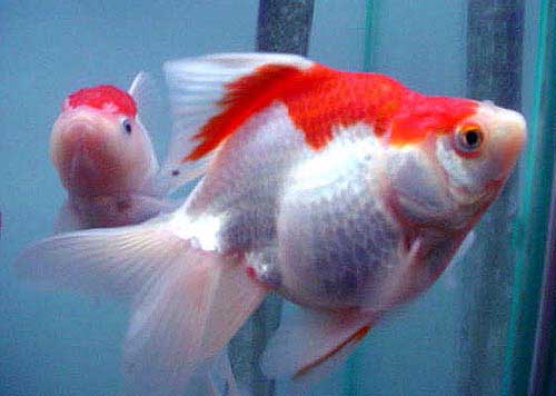 Ryukin, Carassius auratus, Godlfish Aquarium Fish