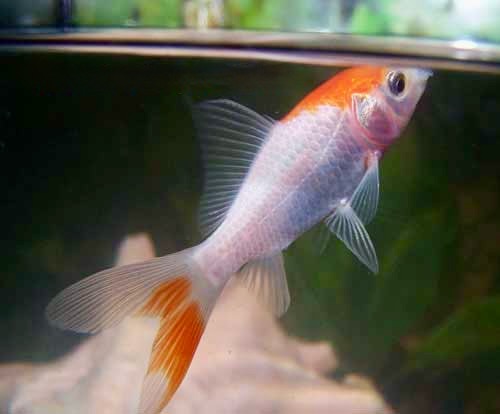 Sarasa, Carassius auratus, Goldfish Aquarium Fish