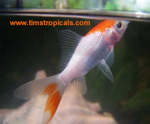 Sarasa, Carassius auratus, Goldfish Aquarium Fish