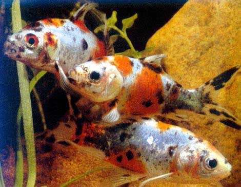 Shubunkin, Carassius auratus, Godlfish Aquarium Fish