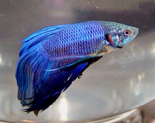Male Betta, Betta splendens