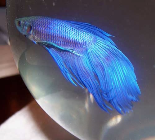 Male Betta, Betta splendens