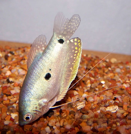 Blue or Three Spot Gourami, Trichogaster trichopterus