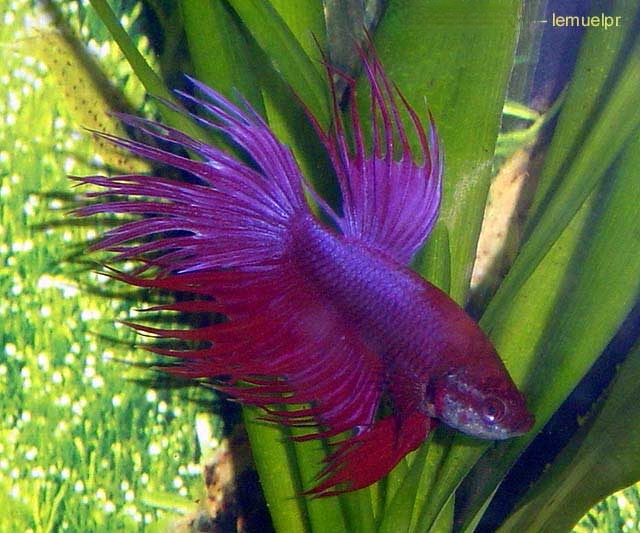 Male Crowntail Betta, Betta splendens