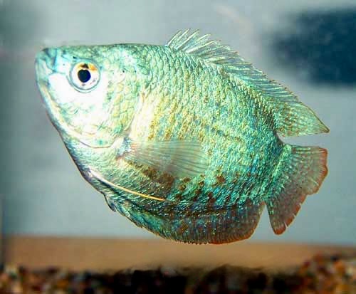 Cobalt Blue Dwarf Gourami, Colisa lalia