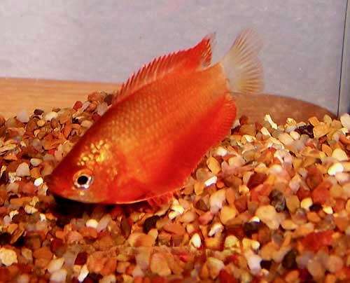 Fire Honey Gourami, Colisa chuna