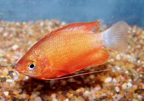 Fire Honey Gourami, Colisa chuna