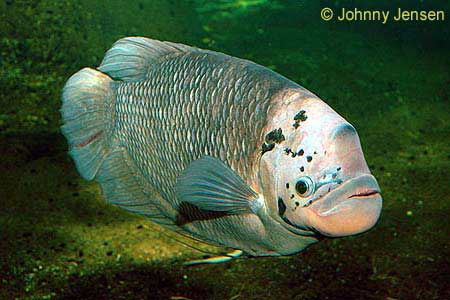 Giant Gourami, Osphronemus goramy