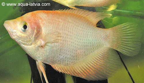 Giant Gourami, Osphronemus goramy