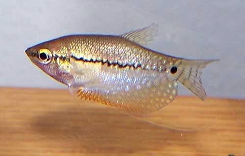 Pearl Gourami, Trichogaster leerii