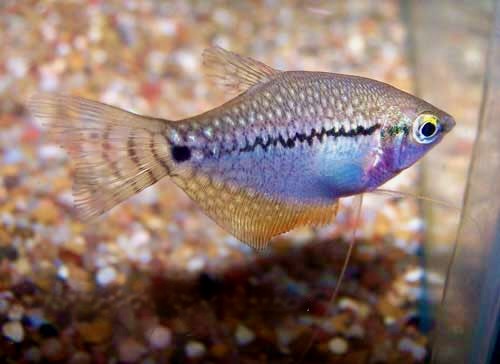 Pearl Gourami, Trichogaster leerii