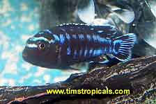 Electric Blue Johanni Cichlid Melanochromis johannii