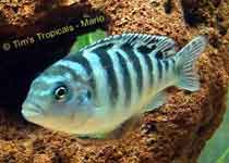 Pseudotropheus lombardoi Kenyi African Cichlid