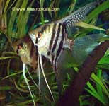 Zebra Angelfish, Pterophyllum scalare