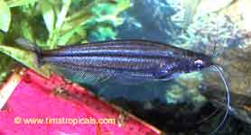 African Glass Catfish, Pareutropius debauwi