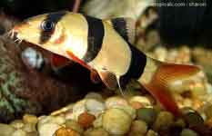 Freshwater Loaches
