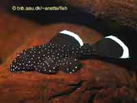 Starlight Bristlenose Pleco, White Seam Pleco,  Ancistrus dolichopterus L183