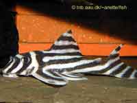 Zebra Pleco, Hypancistrus Zebra L046