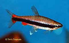 Beckford's Pencilfish Nannostomus beckfordi