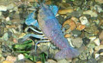 Florida Blue Crayfish, freshwater aquarium invertebrates