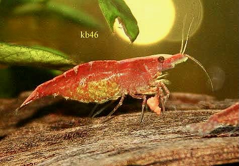 Cherry Shrimp, Neocaridina denticulata, freshwater aquarium invertebrates