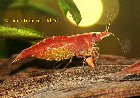 Cherry Shrimp, Neocaridina denticulata, freshwater aquarium invertebrates