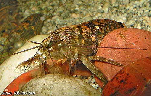 Fan Shrimp, freshwater aquarium invertebrates