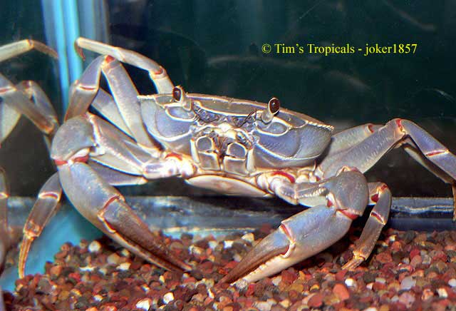 Malawi Freshwater Blue Crab, freshwater aquarium invertebrates