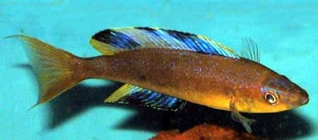 Cyprichromis microlepidotus mabilibili, Lake Tanganyika Cichlid