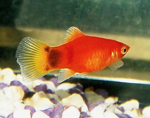 Mickey Mouse Platy