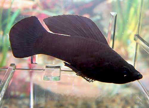 Black Sailfin Molly Male, Poecilia