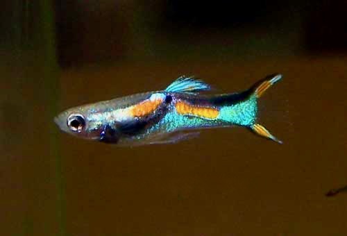 Endler's Livebearer, Poecilia endlers