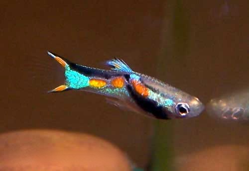 Endler's Livebearer, Poecilia endlers