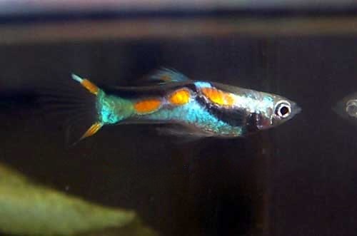 Endler's Livebearer, Poecilia endlers