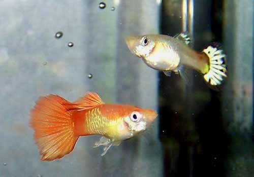 Guppy, Poecilia reticulata
