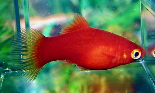 Red Platy Female, Xiphophorus Maculatus