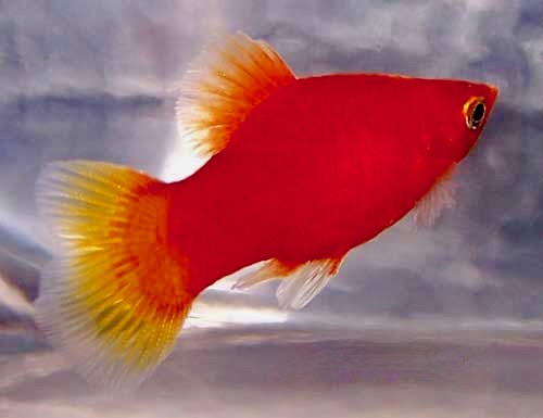 Red Wag Male Male, Xiphophorus Maculatus