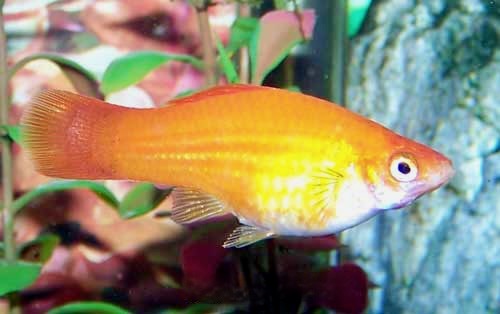 Red Swordtail Female, Xiphophorus hellerii