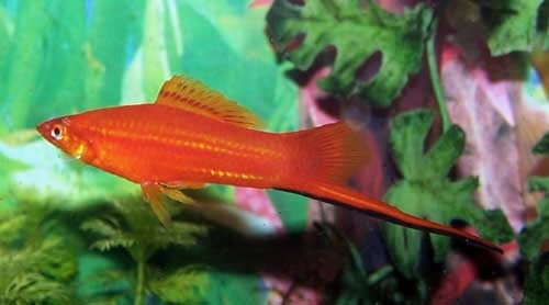 Red Swordtail Male, Xiphophorus hellerii