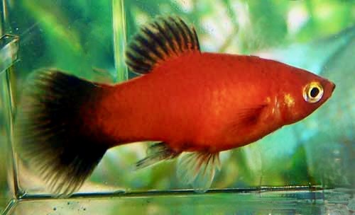 Red Wag Platy Male, Xiphophorus Maculatus