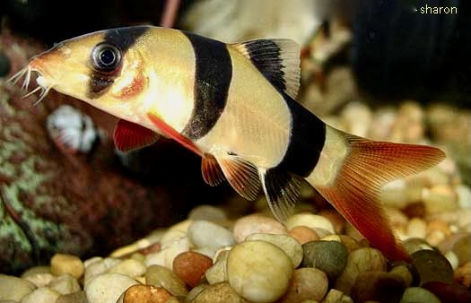Freshwater Loaches