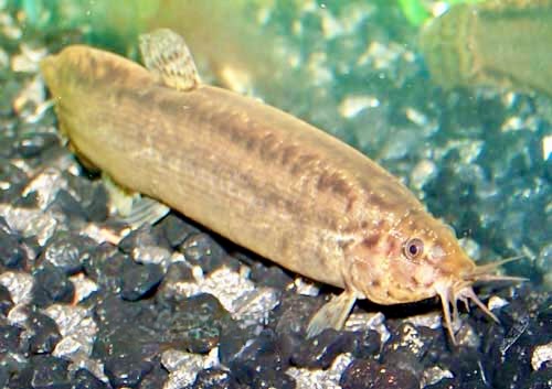Dojo, Weather Loach, Misgurnus anguillicaudatus