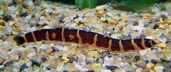 Kuhli Loach, Acanthophthalmus kuhli